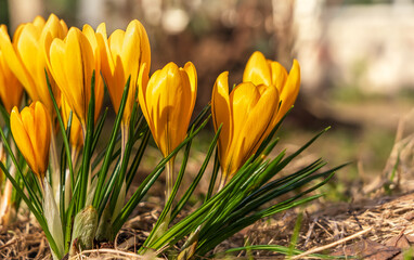 Young yellow crocus blooms close-up on a flower bed in early spring on a black background....