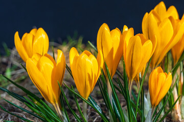A row of yellow crocuses bloom close-up in a flower bed in early spring on a black background. Strikingly bright yellow color of the first spring flowers.