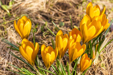 Bush of yellow crocus bloom close-up on a flower bed in early spring under the rays of the sun. Strikingly bright yellow color of the first spring flowers.