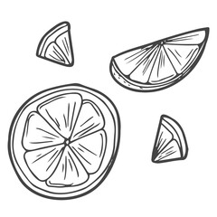 Set of vector citrus fruits: lemon, orange, tangerine. Hand drawn collection for design, isolated on white. Black lines sketch