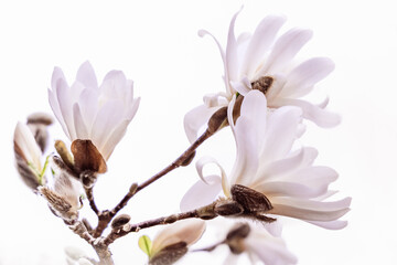 Branch with snow-white magnolia flowers on a blurred background