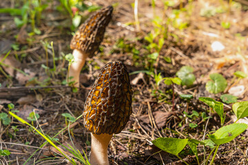 Two brown Morel Mushrooms found in wooded area. Morels are type of spring wild mushroom with meaty texture with nutty flavor.
