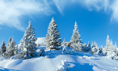 Morning winter mountain landscape with snowy fir trees on slope (Carpathian, Ukraine).