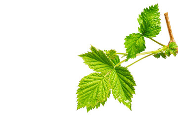 Spring young raspberry leaves in raindrops with white background