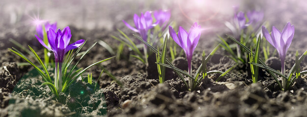 Crocus spring flower . Purple Crocus Iridaceae