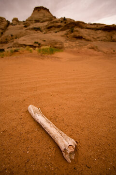 A bone rest in the sand in the area surrounding Blue John Canyon located in southeast Utah.
