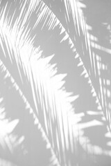 Palm tree stylish sunlight shadows on white wall background. Nature aesthetic minimalist concept