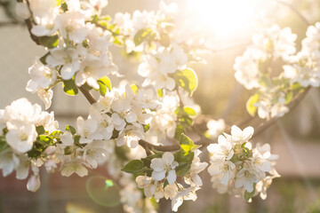 White flowers bloom in the trees. Beautiful blooming garden on a sunny day