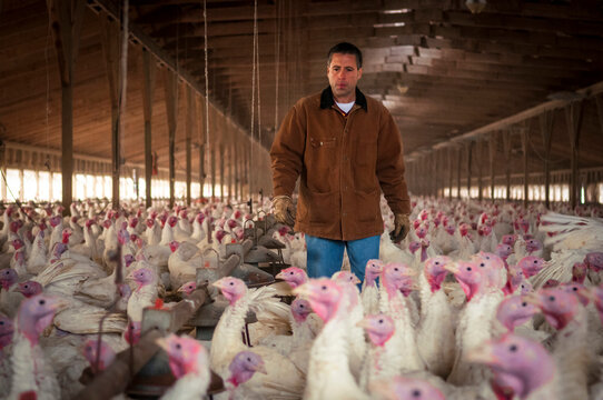 Turkey Farmer Managing His Turkey Barn