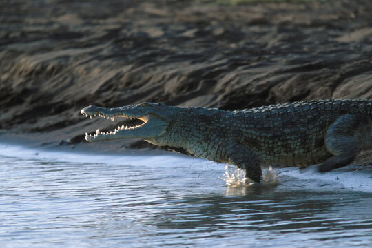Freshwater crocodiles entering Lake Chamo, Ethiopia.