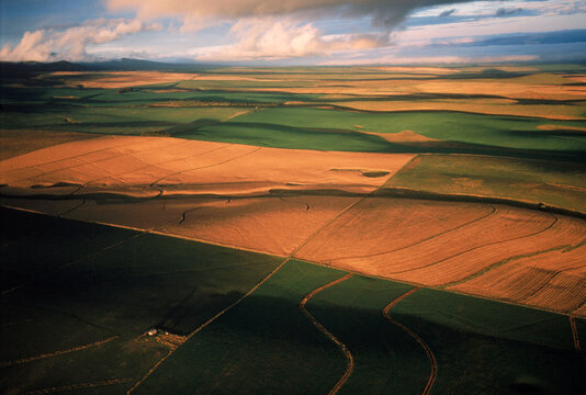 wheat