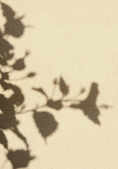 flowers shadows aesthetic