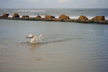 Labrador retriever dog swimming in an ocean pool carrying a piece of wood