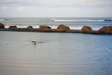 Labrador retriever dog swimming in an ocean pool carrying a piece of wood