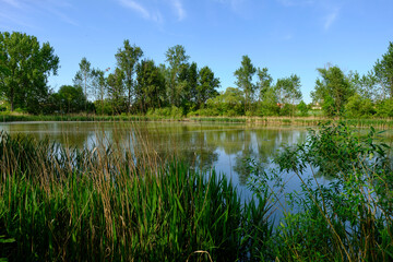 Der Bürgleinsee bei Grettstadt, Landkreis Schweinfurt, Unterfranken, Franken, Bayern, Deutschland.