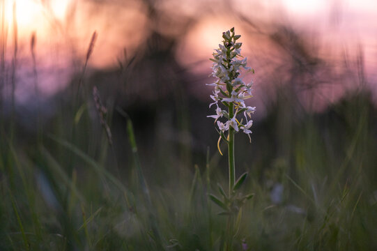 very rare endangered orchid Platanthera bifolia the lesser butterfly-orchid with a white flower captured in the middle of a meadow at sunset with robins in the background in the White capahians