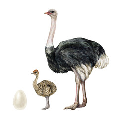 Ostrich bird with baby and egg hand drawn watercolor set. Realistic African big bird with newborn baby illustration. African ostrich wildlife big avian isolated on white background