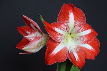 Result of focus stacking (from five photos) of amazing big flower Hippeastrum (sometimes incorrectly called Amaryllis)