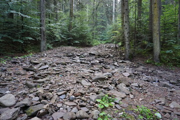 path in the woods