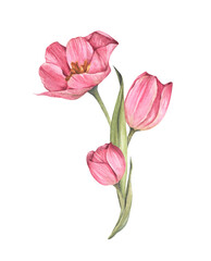 Pink tulips. Watercolor floral botanical illustration.