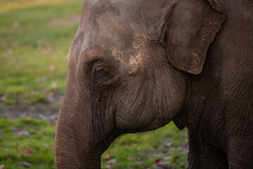 Closeup potrait of Elephant in Belgrade Zoo.