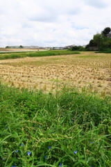 Fototapeta premium 露草と秋の刈田風景