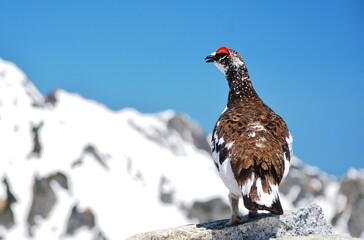 特別天然記念物　ライチョウ