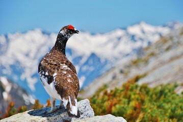 特別天然記念物　ライチョウ