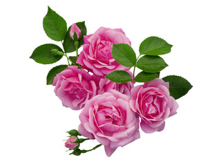 a composite of fresh roses, buds and leaves isolated on a white background. Bouquet of roses