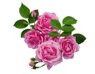 a composite of fresh roses, buds and leaves isolated on a white background. Bouquet of roses