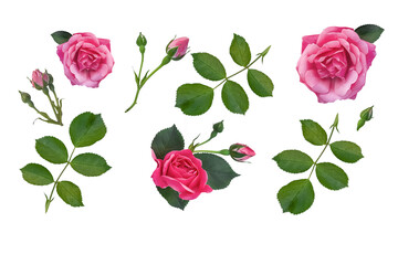 Set of delicate pink roses, bows and leaves isolated on white background.