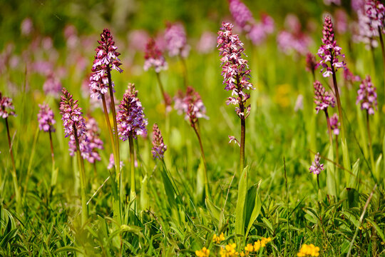 Purpur-Knabenkraut, Orchis purpurea,