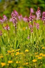 Purpur-Knabenkraut, Orchis purpurea,