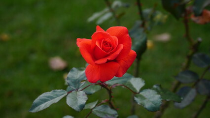 White big rose closeup and magnificent. Mature white rose.