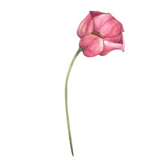 Pink tulip. Watercolor floral botanical illustration.