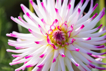 Dahlia, White and Pink