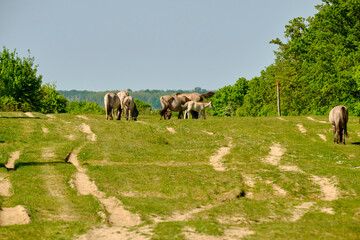 Koniks als Landschaftpfleger im Naturschutzgebiet Tote T&auml;ler auf dem R&ouml;del bei Balgst&auml;dt und Gro&szlig;wilsdorf, Naturpark Saale-Unstrut-Triasland, Burgenlandkreis, Sachsen-Anhalt, Deutschland