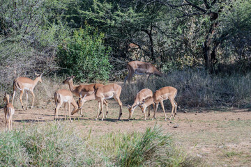 Naklejka na ściany i meble African impalas near Kruger National Park.