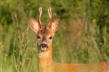 Fototapeta premium close-up portrait of roe deer looking straight into the eyes standing in a field in the middle of a green meadow of grass in the morning light at sunrise in the Czech Republic
