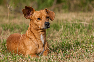 Dachshund cross jack russell 