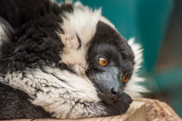Indri lemur or babakoto lying down
