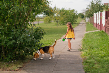 A child walks a thoroughbred beagle dog on a leash along a path in the suburbs on a warm summer day