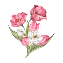 Bouquet of tulips and magnolia. Floral composition. Watercolor illustration.