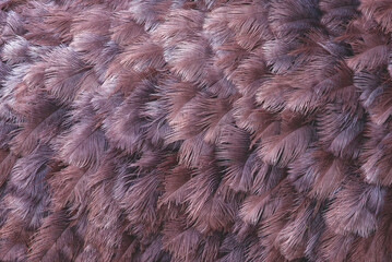 many ostrich feathers. Close up of the brown, grey and beige feathers of a female Common Ostrich making for a natural textured background.