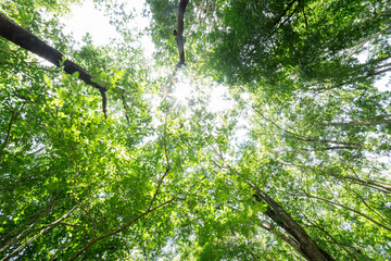 summer forest bottom view - vivid green rich, lush foliage. Looking up pine trees crowns branches...