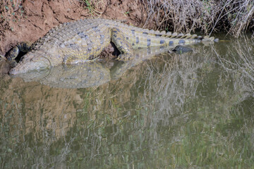 Watering place, where you can observe crocodiles in South Africa.
