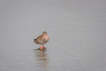 Duck alone on a rock in the lake