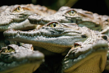 young crocodiles stare at me