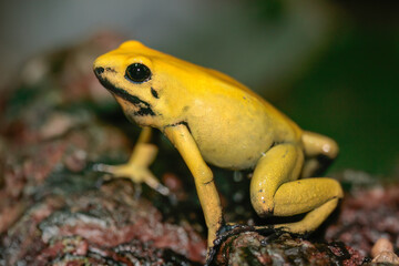 yellow poison dart frog posing