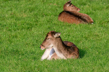 roe deer females take a nap